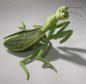 Preview: Mantis  ± 34 cm