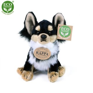 Chihuahua sitting ± 15 cm
