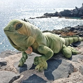 grüner Leguan ca. 70 cm lang