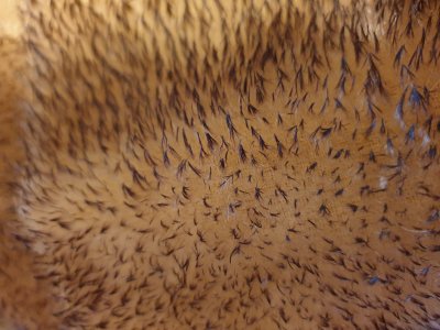 light Hedgehog mohair  ± 10 mm