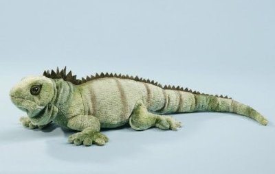 green iguana ± 64 cm long - Kopie